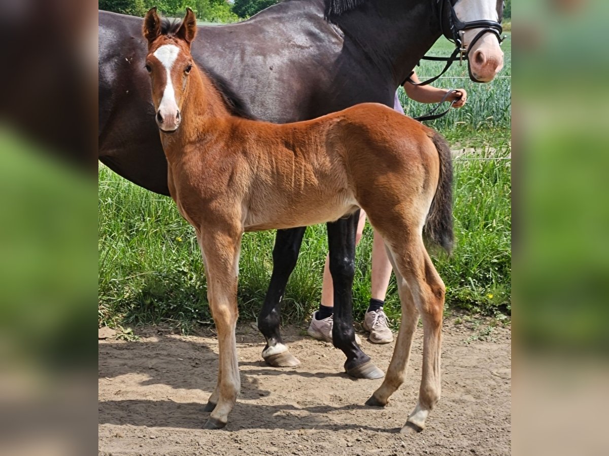 American Quarter Horse Mix Hengst Fohlen (04/2024) Brauner in Januszkowice