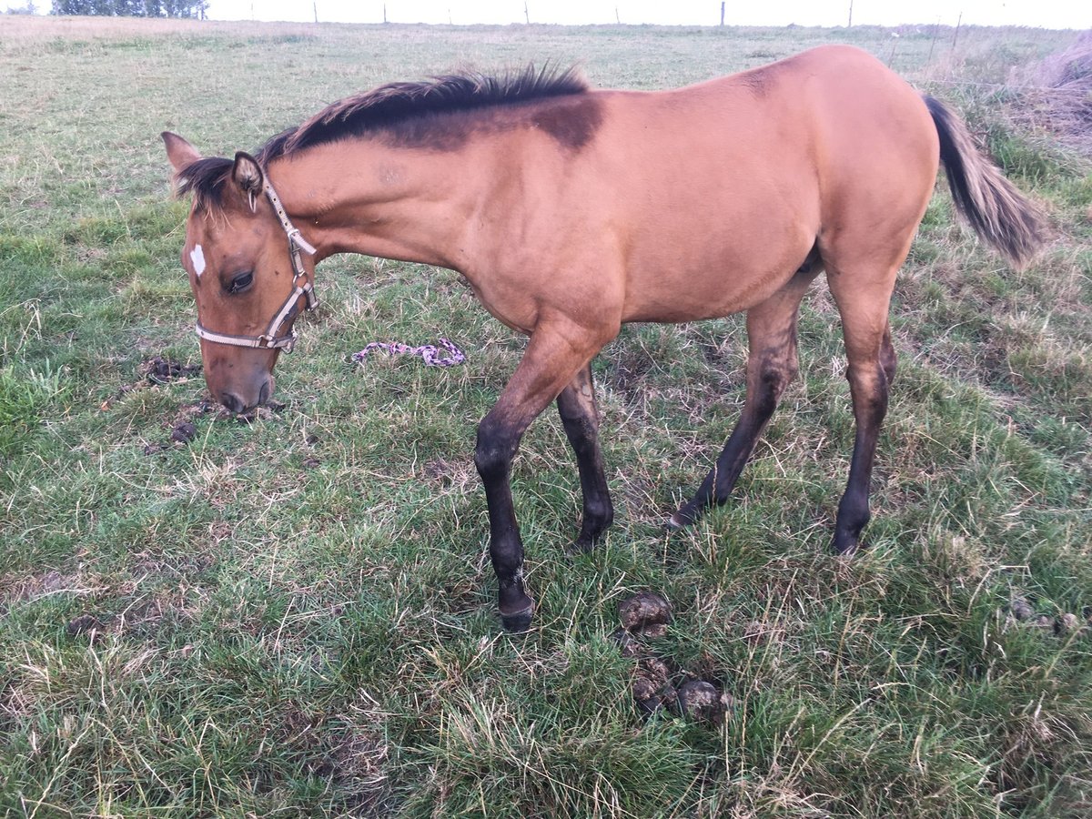 American Quarter Horse Hengst Fohlen (04/2024) Braunfalbschimmel in Petit-Réderching