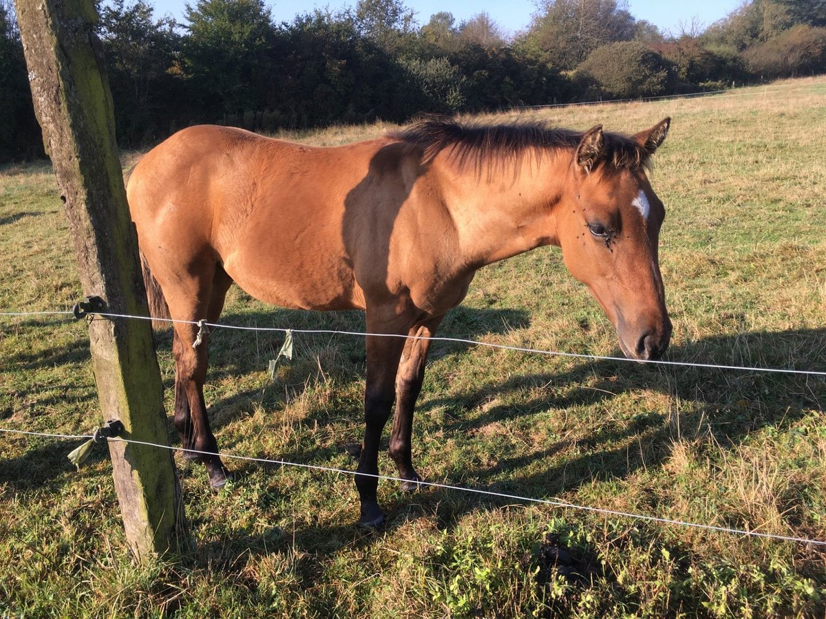 American Quarter Horse Hengst Fohlen (04/2024) Braunfalbschimmel in Petit-Réderching