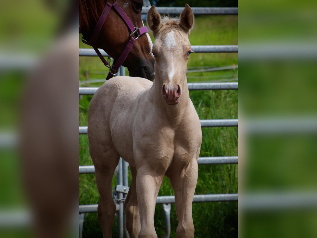 American Quarter Horse Hengst  Champagne in Waldkirchen
