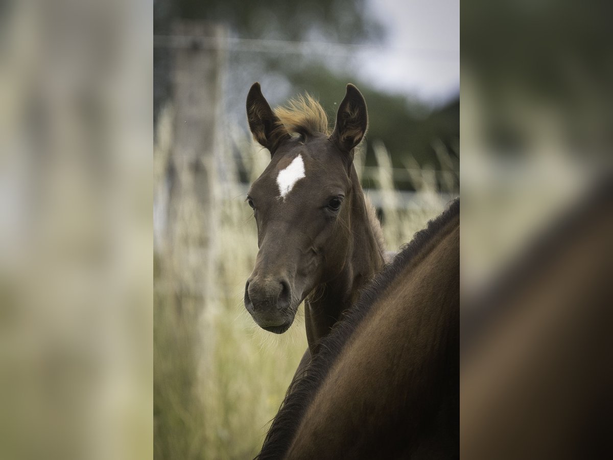 American Quarter Horse Hengst  Dunkelfuchs in Altenkirchen