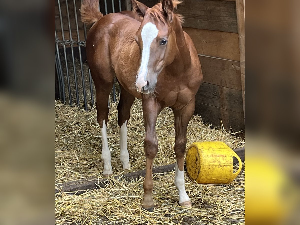 American Quarter Horse Hengst Fohlen (04/2024) Dunkelfuchs in Balingen