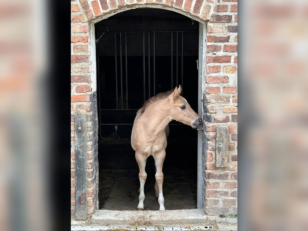 American Quarter Horse Hengst Fohlen (03/2024) Falbe in Meckenheim