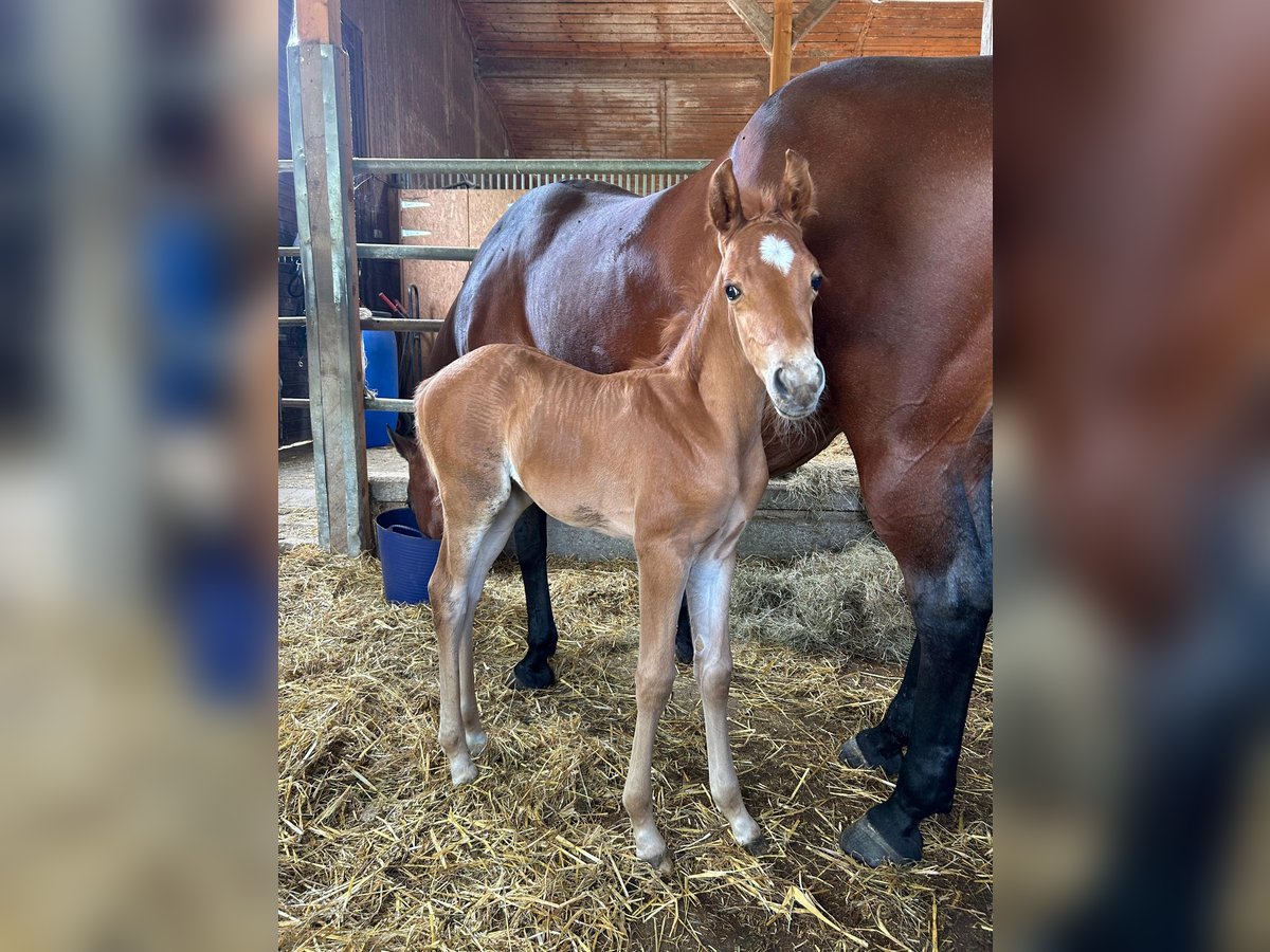 American Quarter Horse Hengst  Fuchs in Tengen