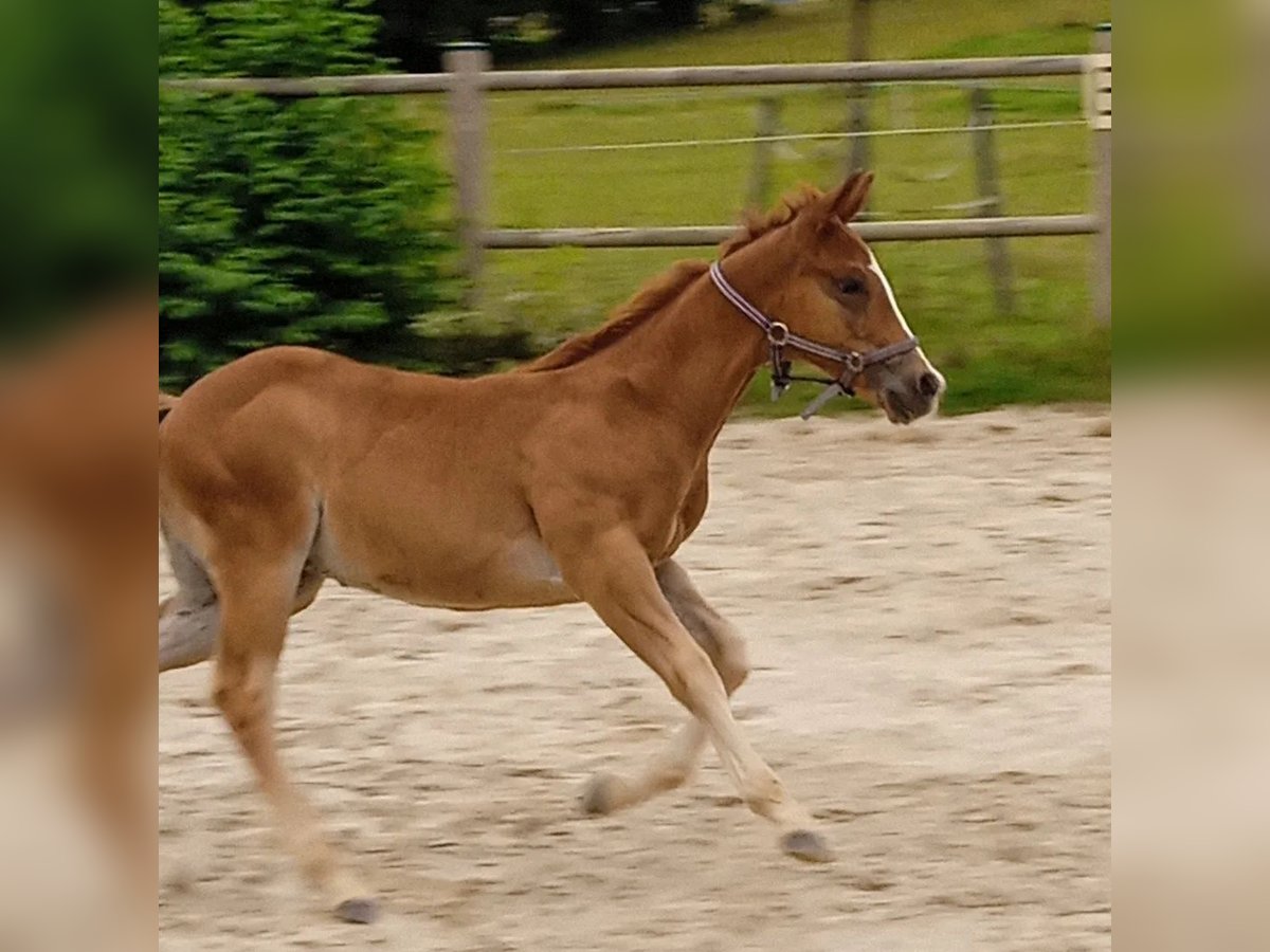 American Quarter Horse Hengst  Fuchs in Berken