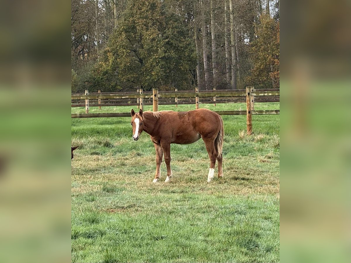 American Quarter Horse Hengst Fohlen (06/2025) Fuchs in Nieuwrode