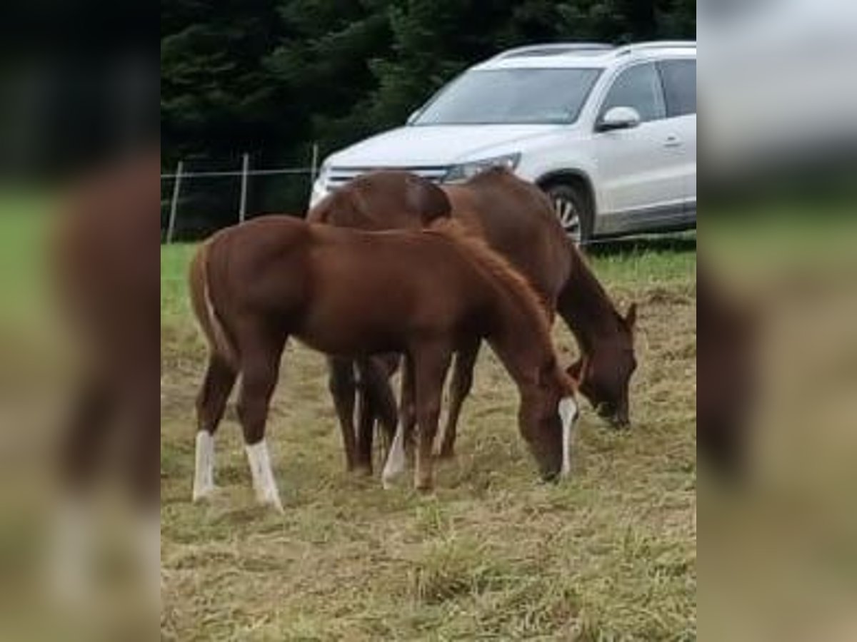 American Quarter Horse Hengst  Fuchs in Balingen