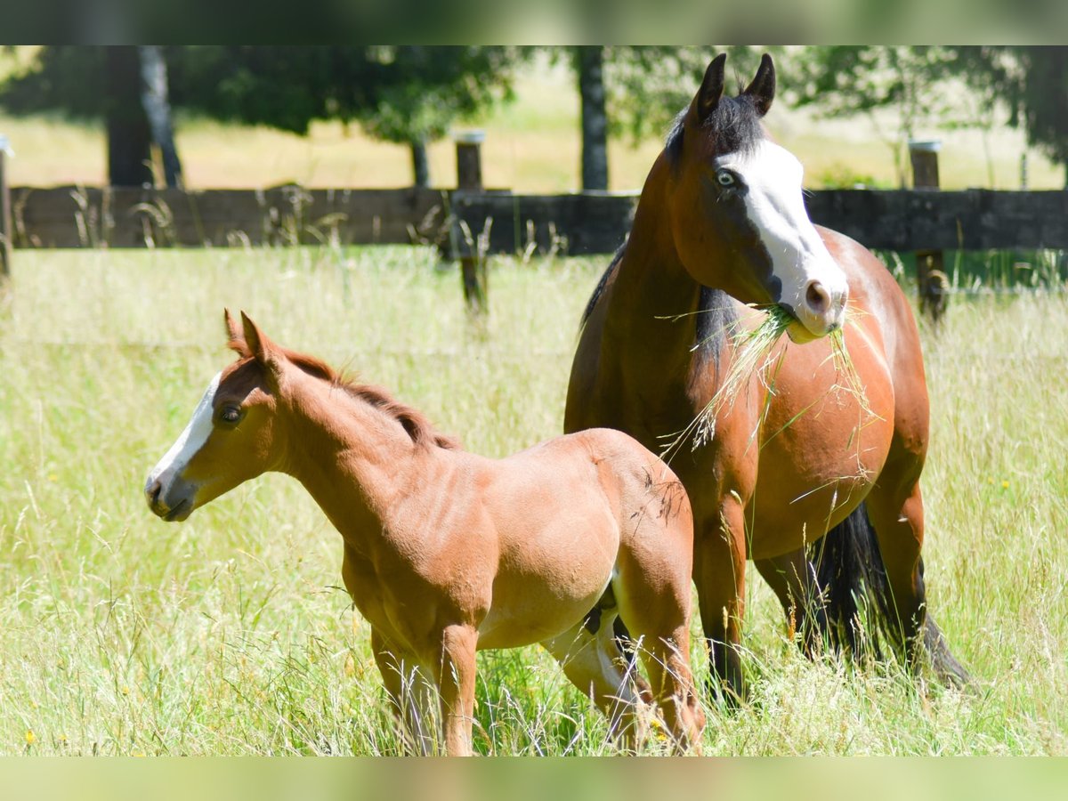 American Quarter Horse Hengst  Fuchs in Fichtelberg