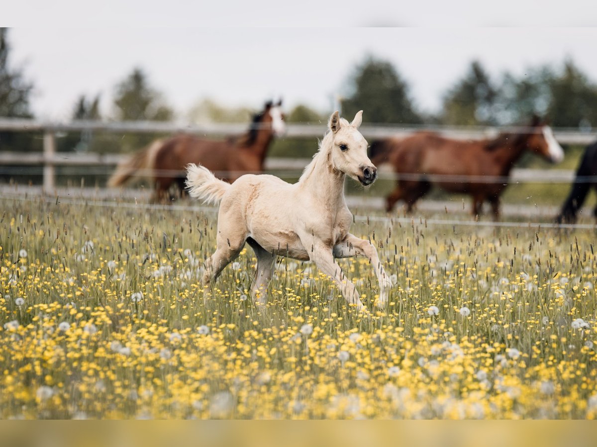 American Quarter Horse, Hengst in Deining