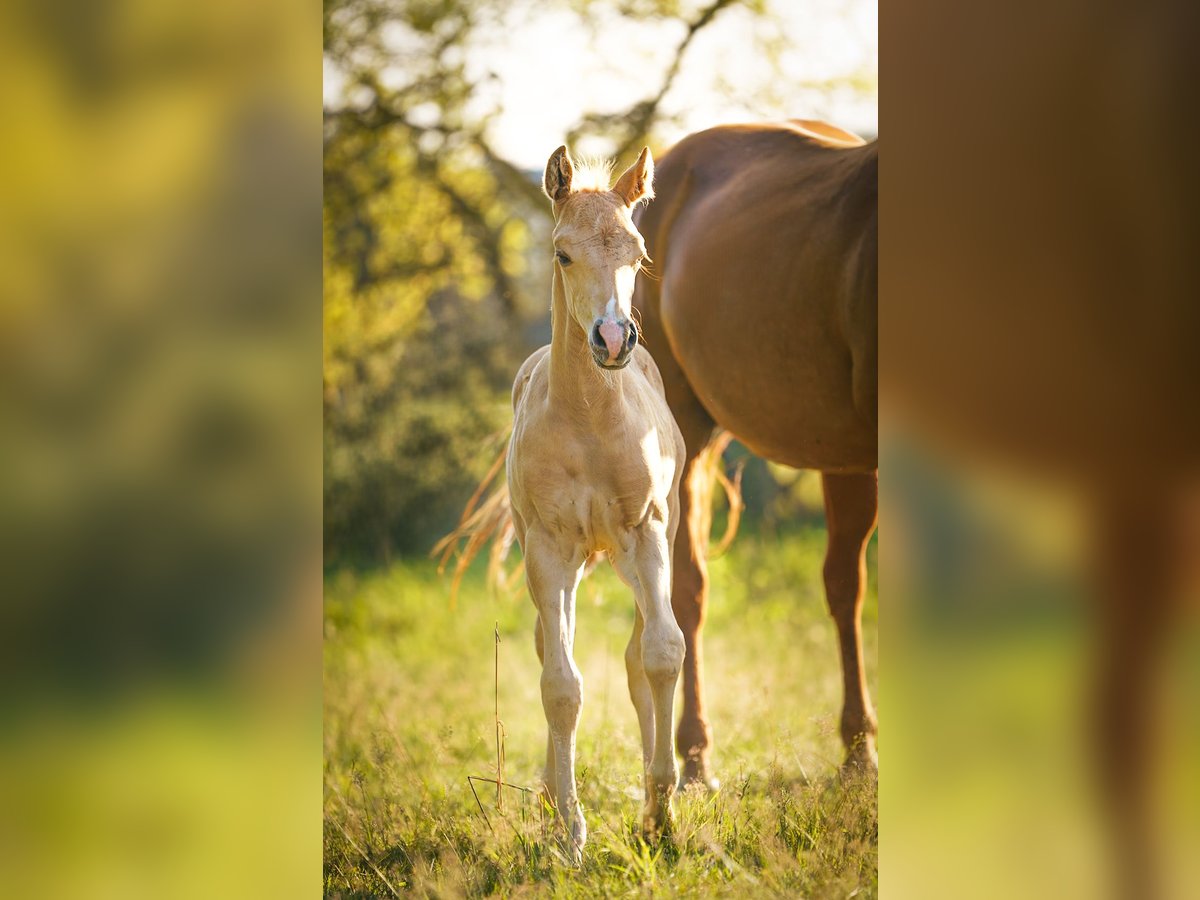 American Quarter Horse Hengst Fohlen (05/2025) Palomino in Sankt Leon-RotSt. Leon-Rot