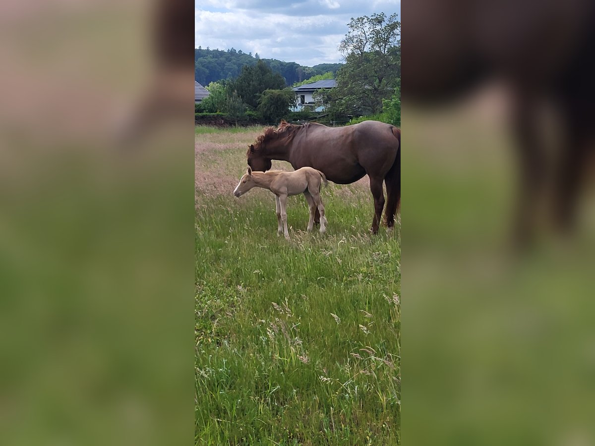 American Quarter Horse Hengst  Palomino in Dellfeld