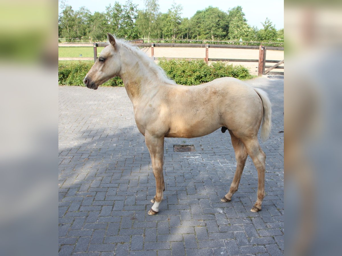 American Quarter Horse Hengst Fohlen (03/2024) Palomino in Vorstenbosch