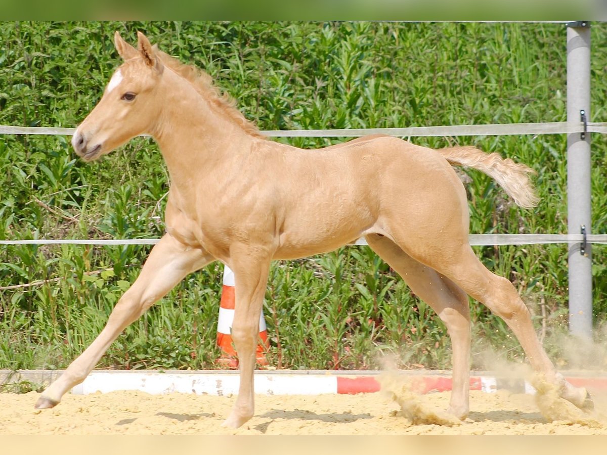 American Quarter Horse Hengst  Palomino in Greifenstein