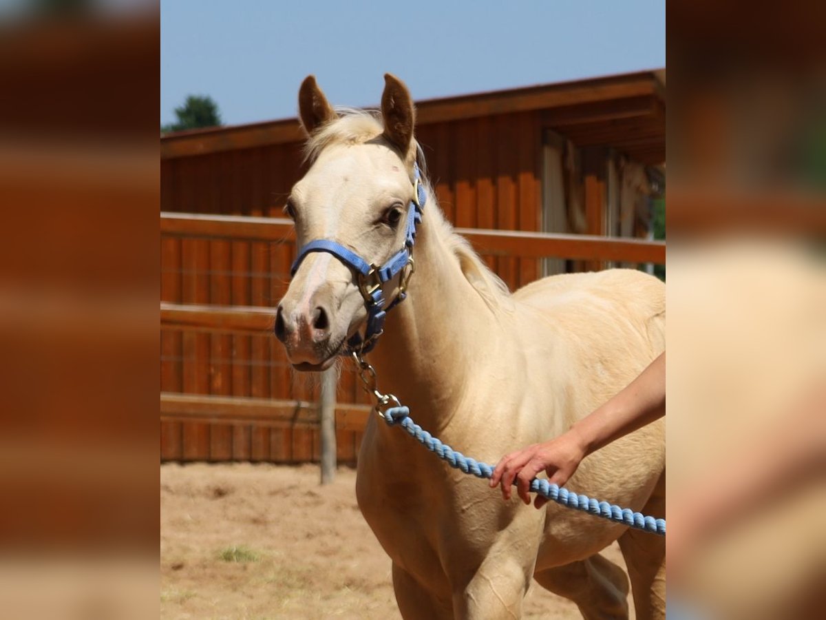 American Quarter Horse Hengst  Palomino in Schlammersdorf