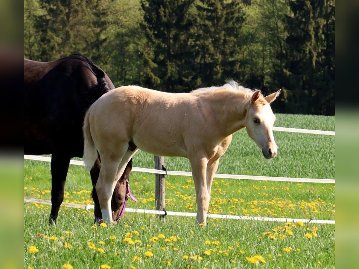 American Quarter Horse Hengst  Palomino in Schlammersdorf