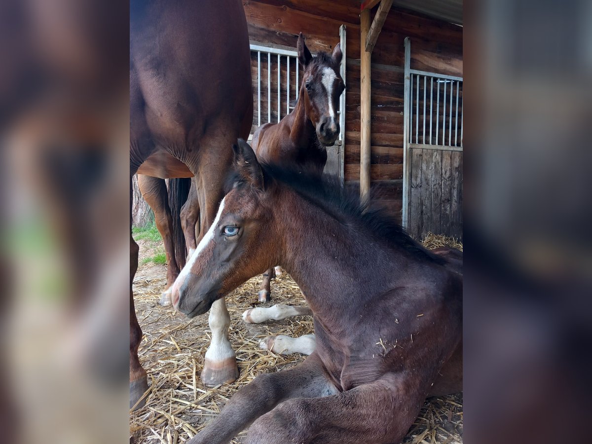 American Quarter Horse Hengst Fohlen (05/2025) Rappe in Dilbeek