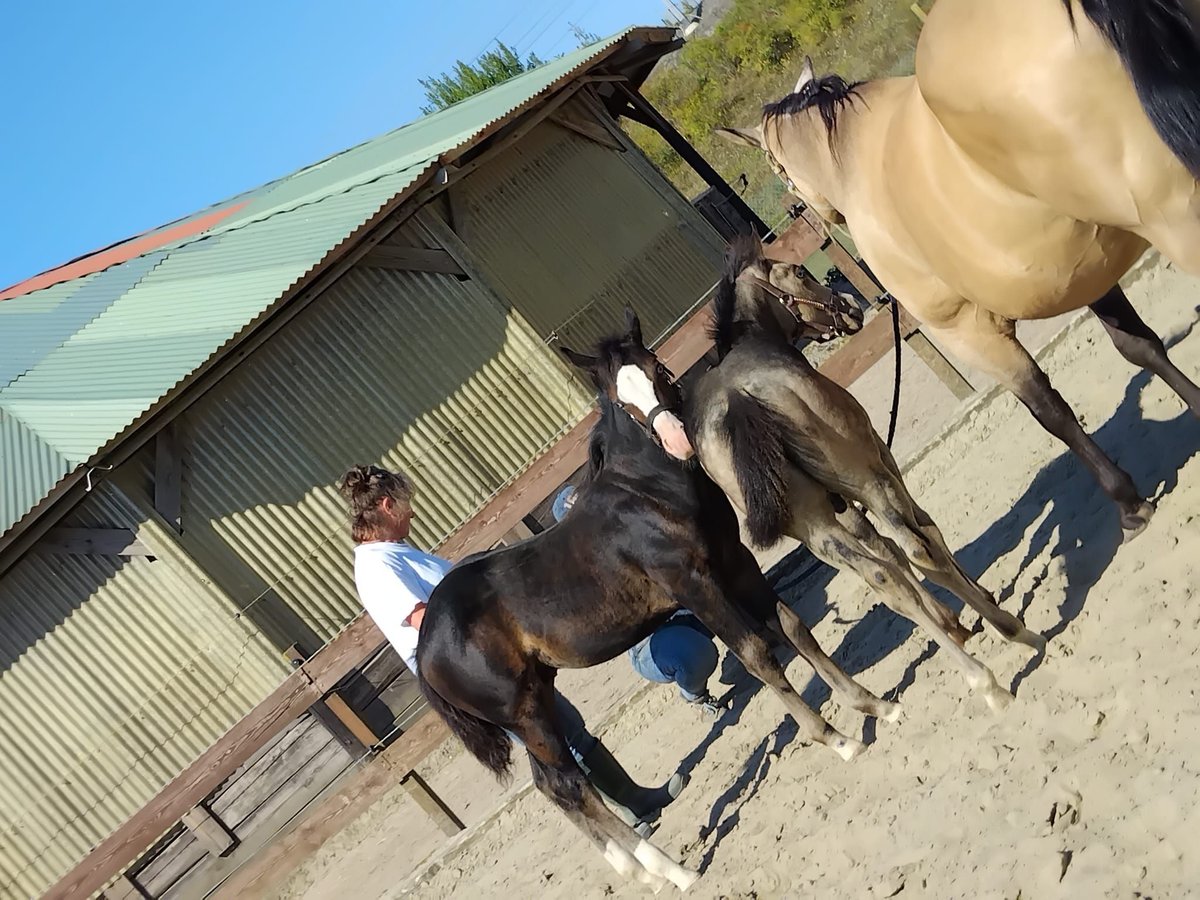 American Quarter Horse Hengst Fohlen (05/2025) Rappe in Dilbeek