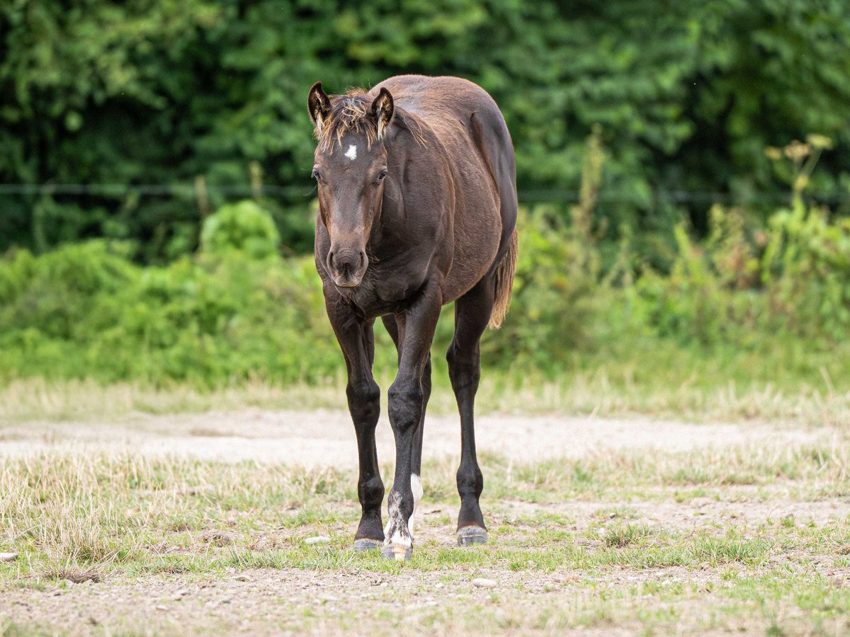 American Quarter Horse Hengst Fohlen (03/2025) Rappe in Herzberg am Harz