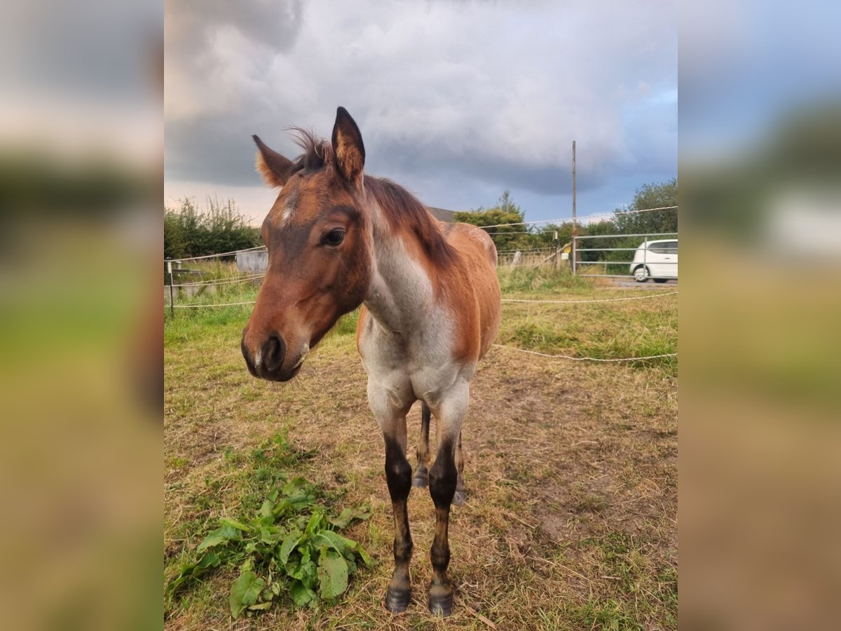 American Quarter Horse Hengst Fohlen (04/2025) Roan-Bay in Alt Duvenstedt