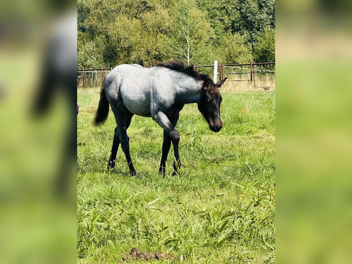 American Quarter Horse Hengst Fohlen (04/2025) Roan-Blue in Gifhorn