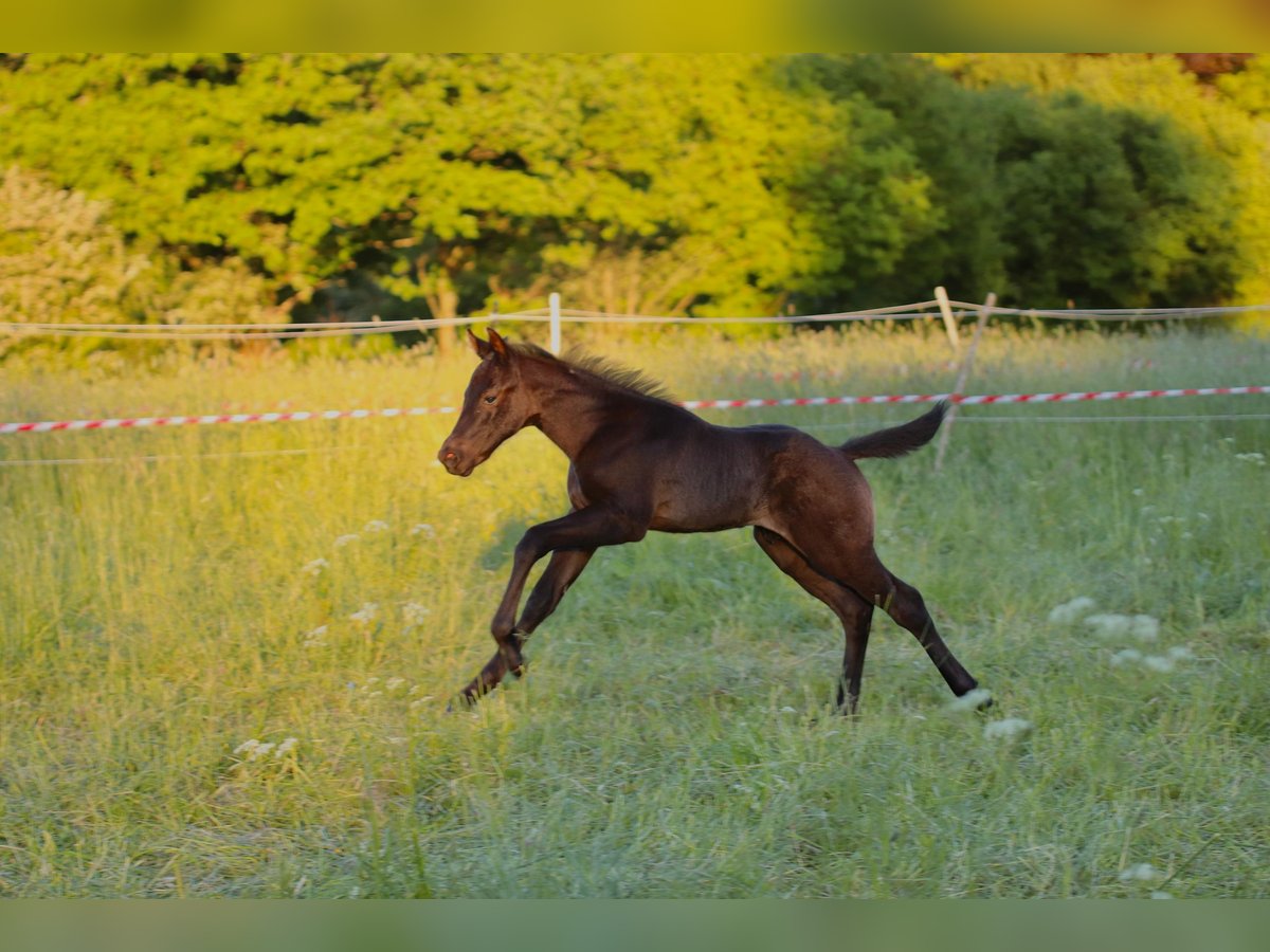 American Quarter Horse Hengst  Roan-Blue in Radevormwald