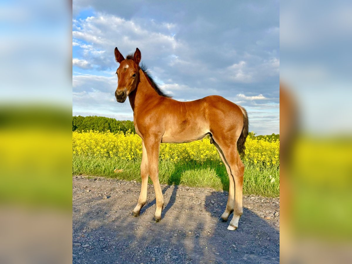 American Quarter Horse Hengst Fohlen (04/2025) Rotbrauner in Zabrze
