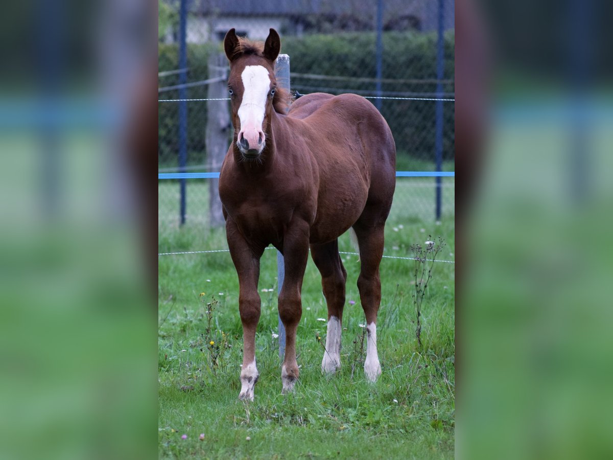 American Quarter Horse Hengst Fohlen (06/2025) Rotfuchs in Prose&#x10D;n&#xE9;
