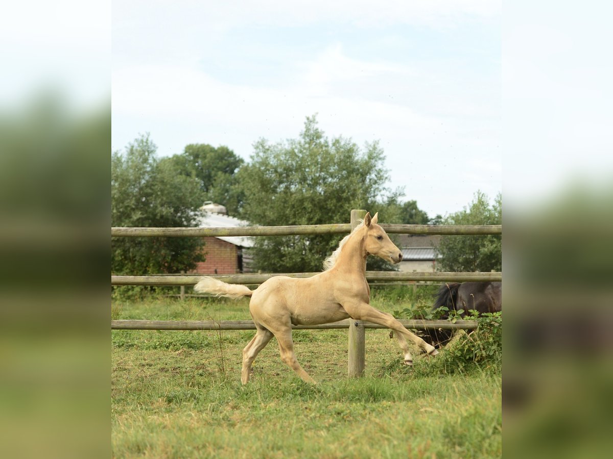 American Quarter Horse Hengst  in Meerhout