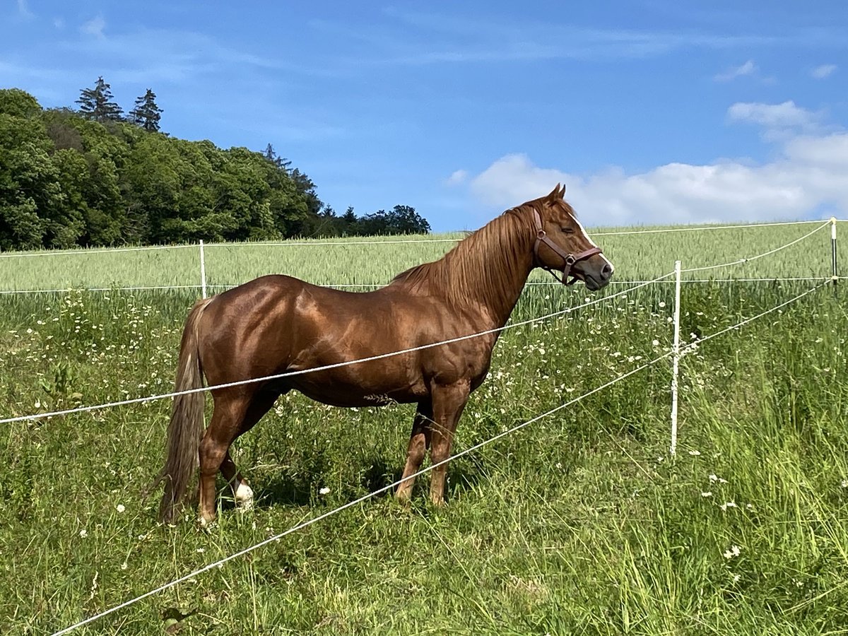 American Quarter Horse Hengst Fuchs in Selchenbach