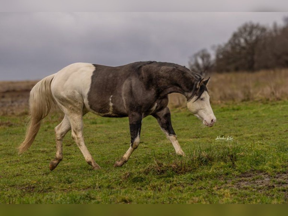 American Quarter Horse Hengst Grullo in Bell