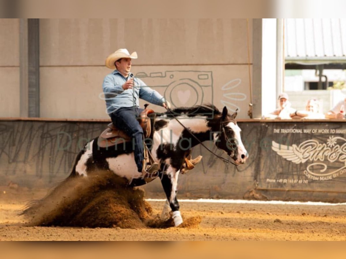 American Quarter Horse Hengst Overo-alle-Farben in Daknam