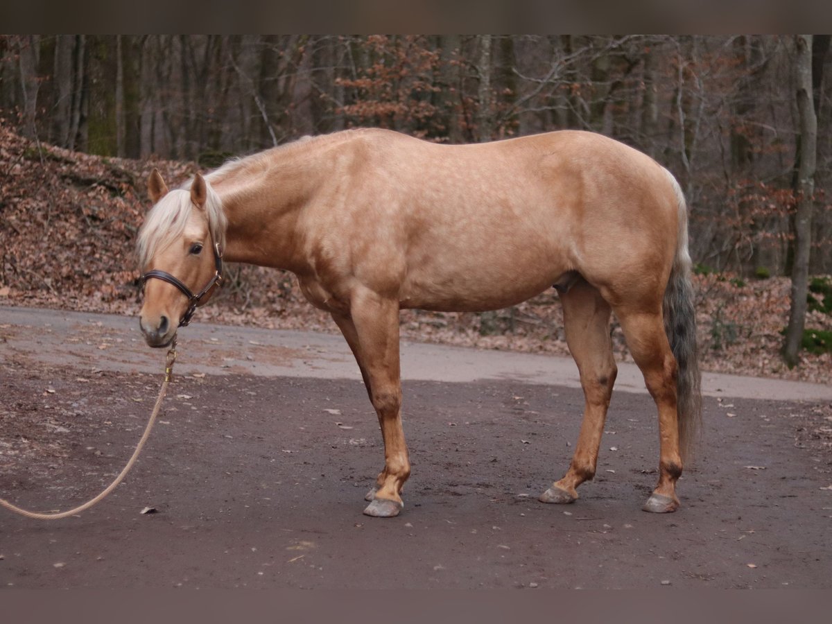 American Quarter Horse Hengst Palomino in Losheim am See