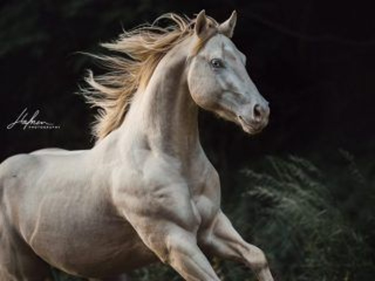 American Quarter Horse Hengst Perlino in Bell