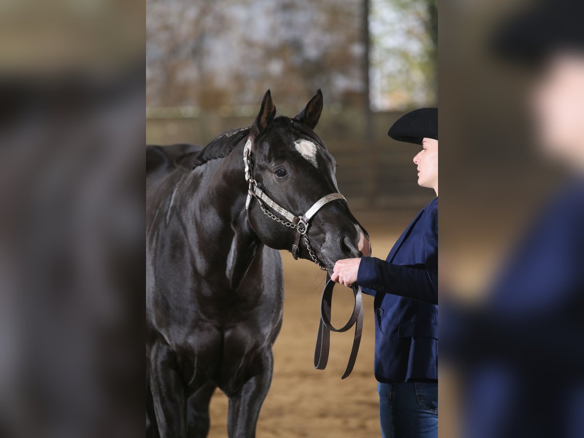 American Quarter Horse Hengst Rappe in Pöttsching