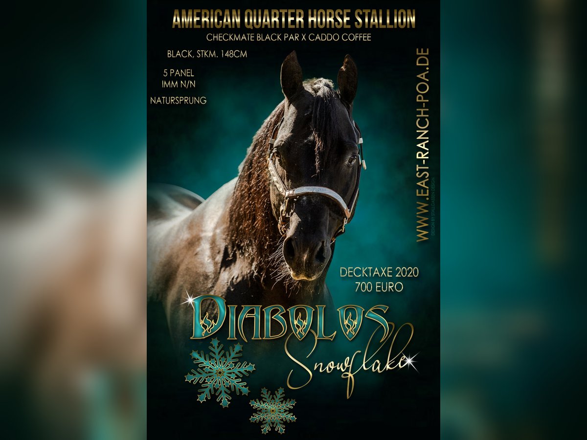 American Quarter Horse Hengst Rappe in Quitzdorf am See