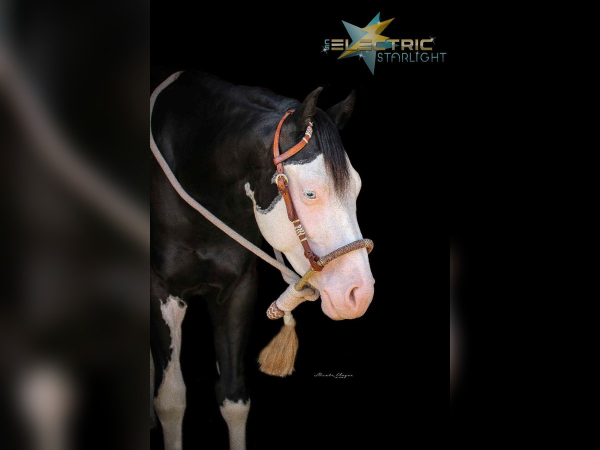 American Quarter Horse Hengst Rappe in Bautzen