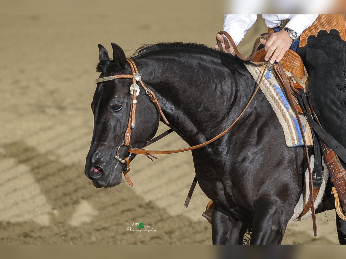 American Quarter Horse Hengst Rappe in S&#xF6;lden