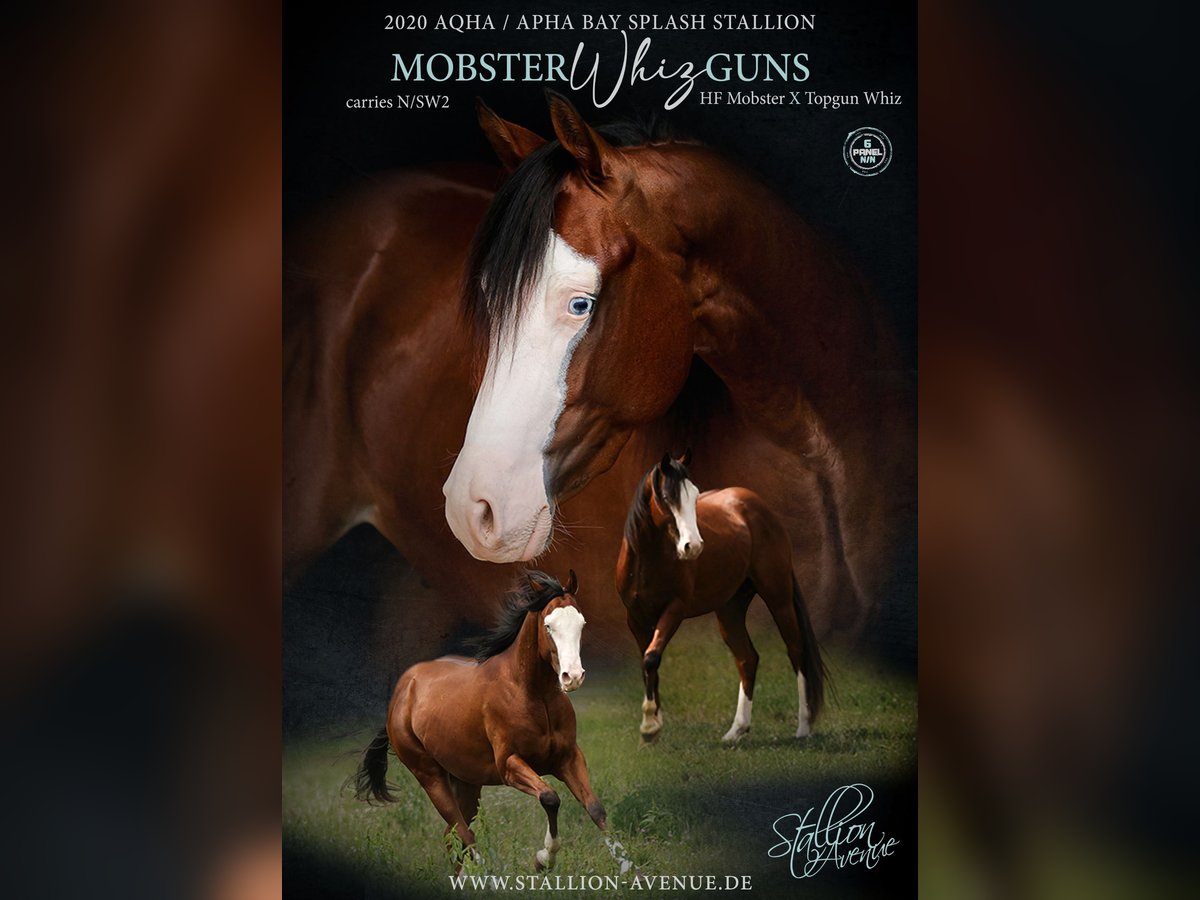 American Quarter Horse Hengst in Waldshut-Tiengen American Quarter Horse Hengst in Waldshut-Tiengen