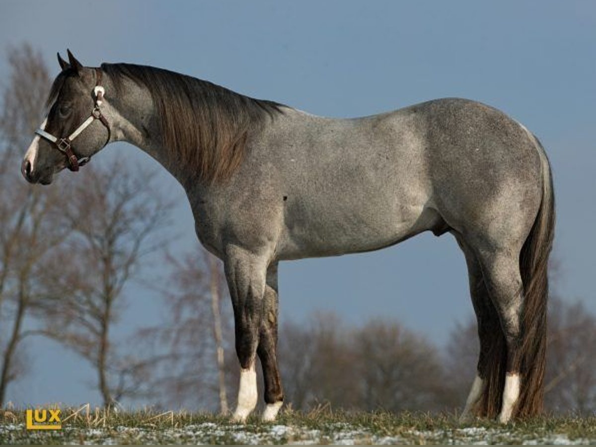 American Quarter Horse Hengst Roan-Bay in Bell