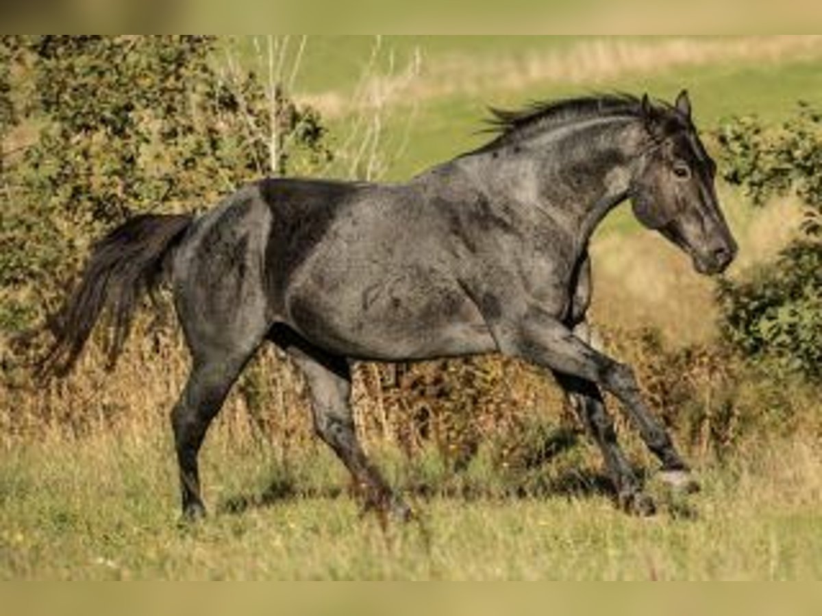 American Quarter Horse Hengst Roan-Blue in Bell