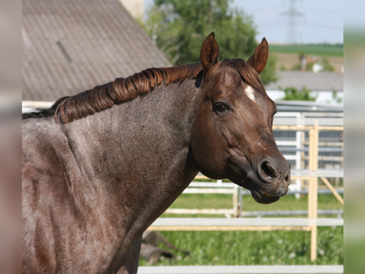 American Quarter Horse Hengst Roan-Red in P&#xF6;ttsching