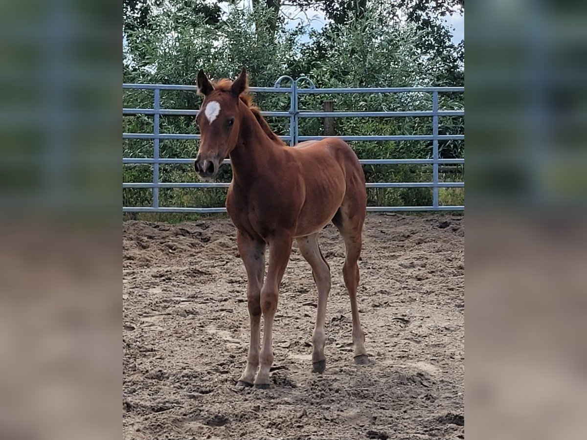 American Quarter Horse Hengst Veulen (05/2025) 150 cm Donkere-vos in Bocholt