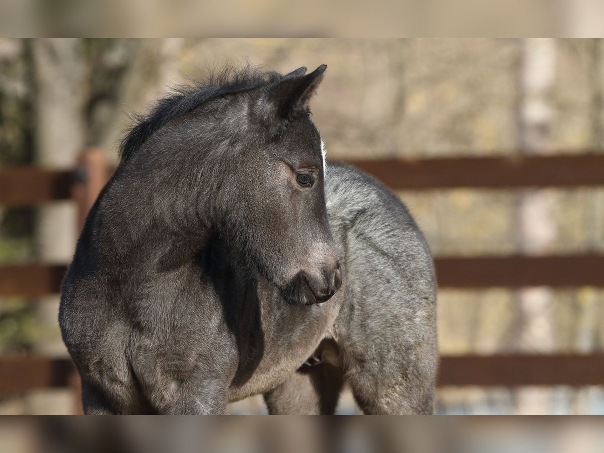 American Quarter Horse Hengst  150 cm Roan-Blue in Hernstein