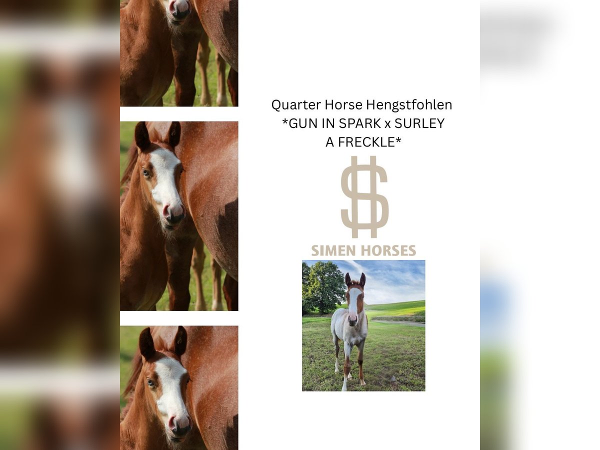 American Quarter Horse Hengst Veulen (05/2025) 150 cm Roan-Red in Steinen