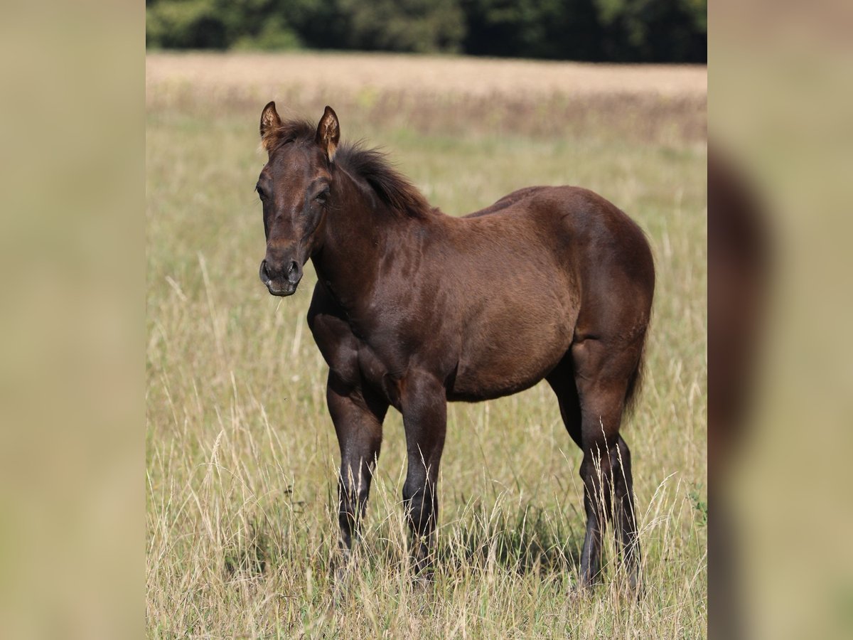 American Quarter Horse Hengst veulen (04/2024) 150 cm Zwart in Poppenhausen