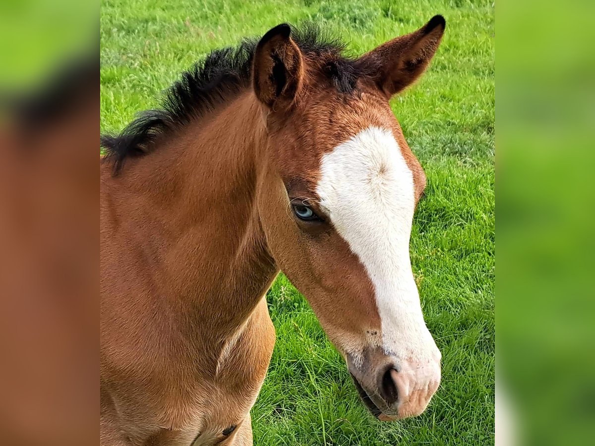 American Quarter Horse Hengst veulen (04/2024) 152 cm Bruin in Weste