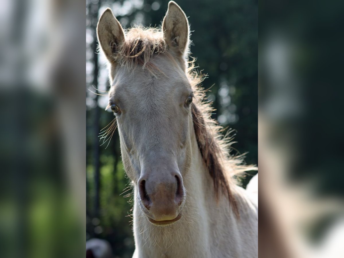 American Quarter Horse Hengst Veulen (04/2025) 152 cm Champagne in Hellenthal