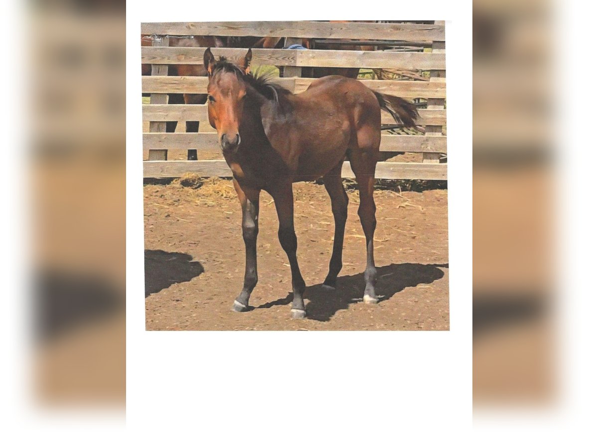 American Quarter Horse Hengst Veulen (06/2025) 152 cm Donkerbruin in Denton, MT American Quarter Horse Hengst Veulen (06/2025) 152 cm Donkerbruin in Denton, MT