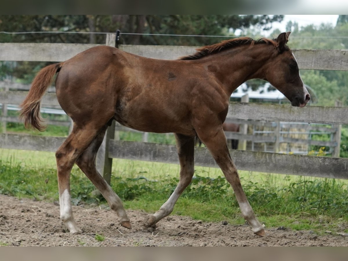 American Quarter Horse Hengst veulen (04/2024) 152 cm Donkere-vos in Düsseldorf