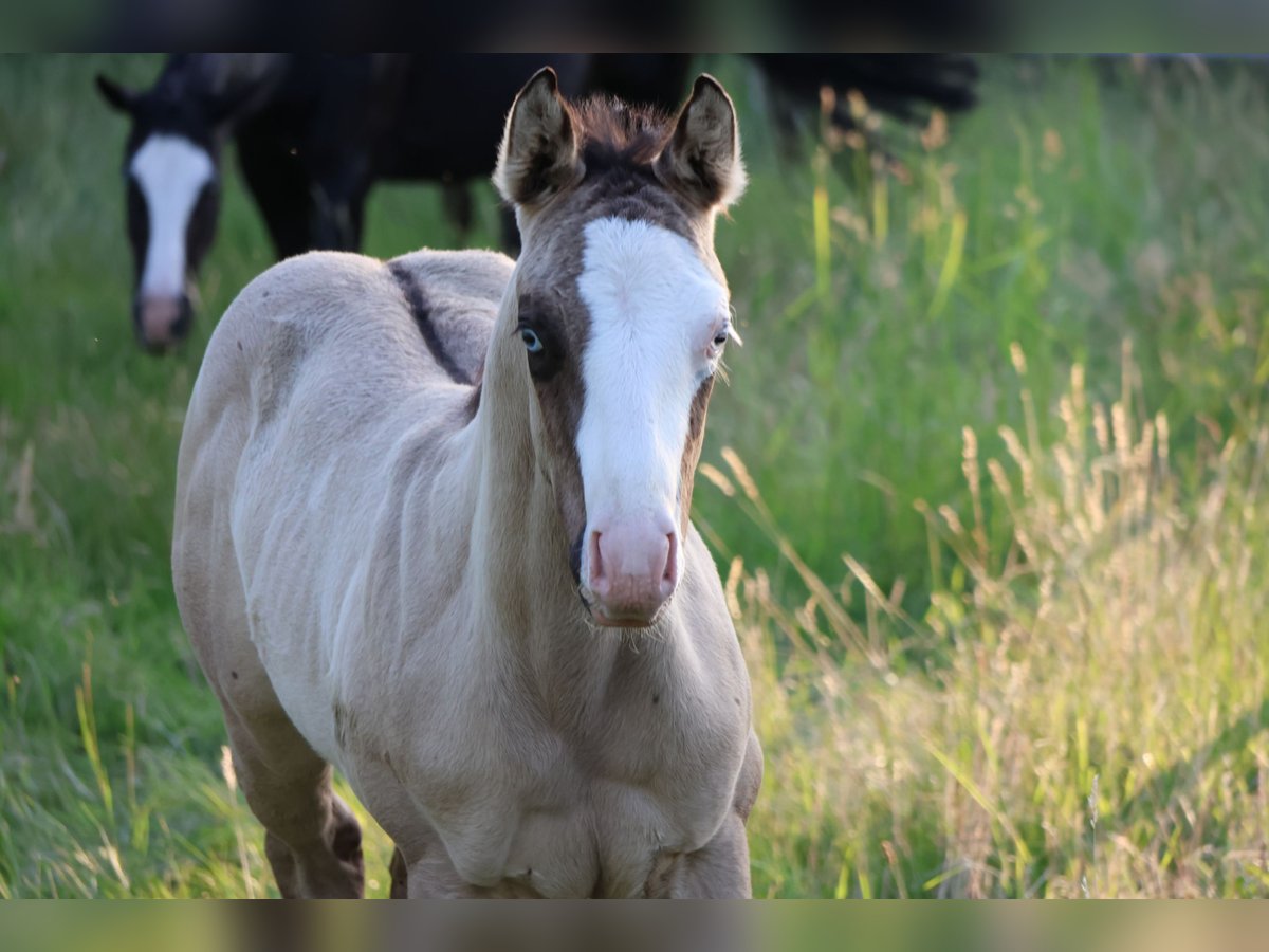 American Quarter Horse Hengst Veulen (04/2025) 152 cm Grullo in Alt Duvenstedt